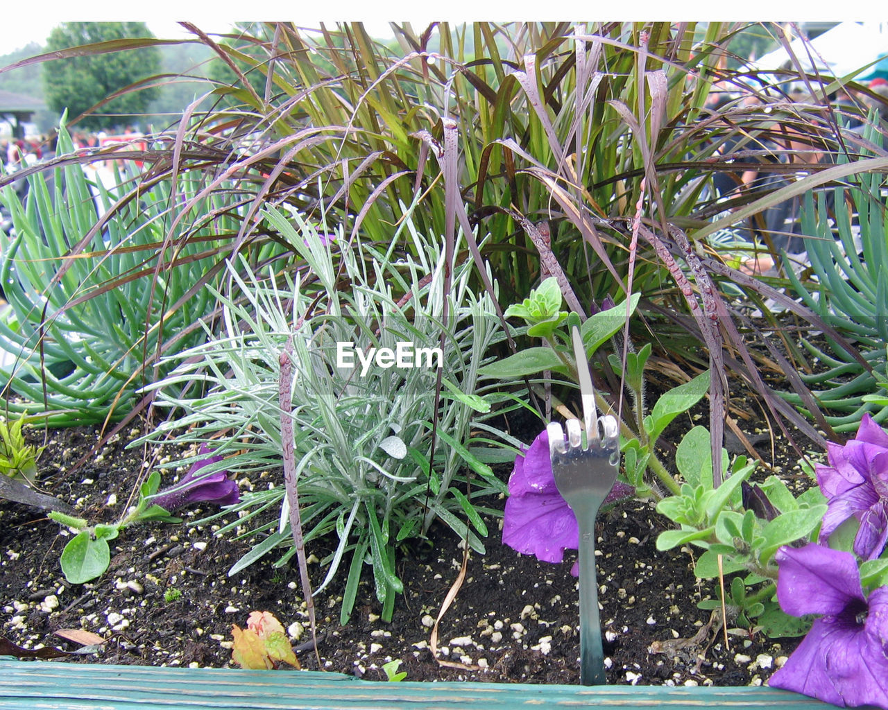 CLOSE-UP OF PURPLE CROCUS