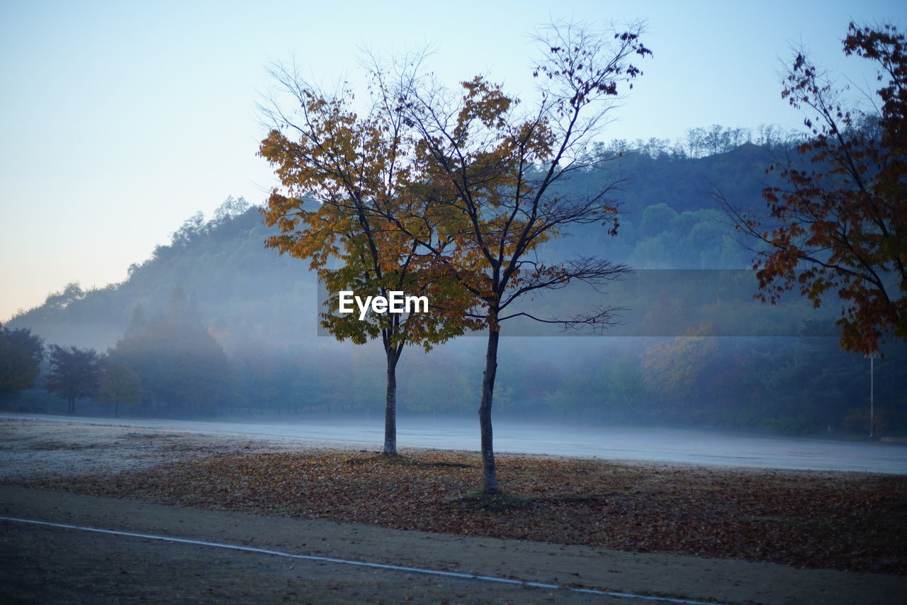 TREES BY LAKE AGAINST SKY