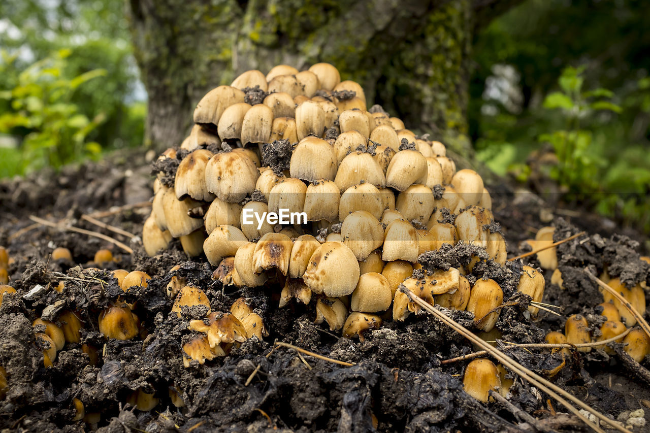 CLOSE-UP OF MUSHROOMS GROWING ON TREE