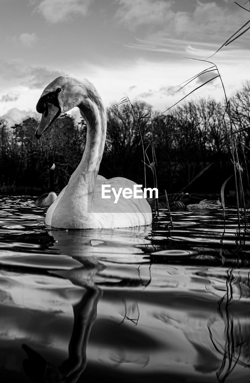 Black and white monochrome mute swan swans pair low-level water side view macro animal background