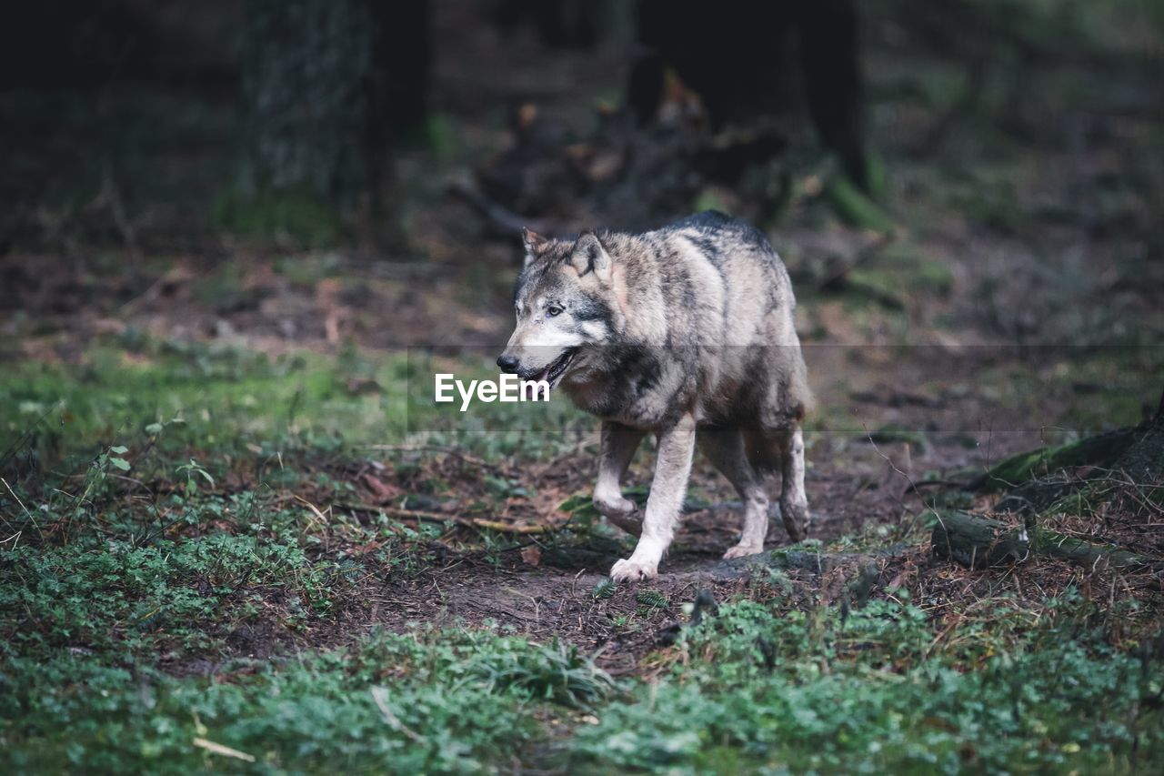 Wolf standing in a forest