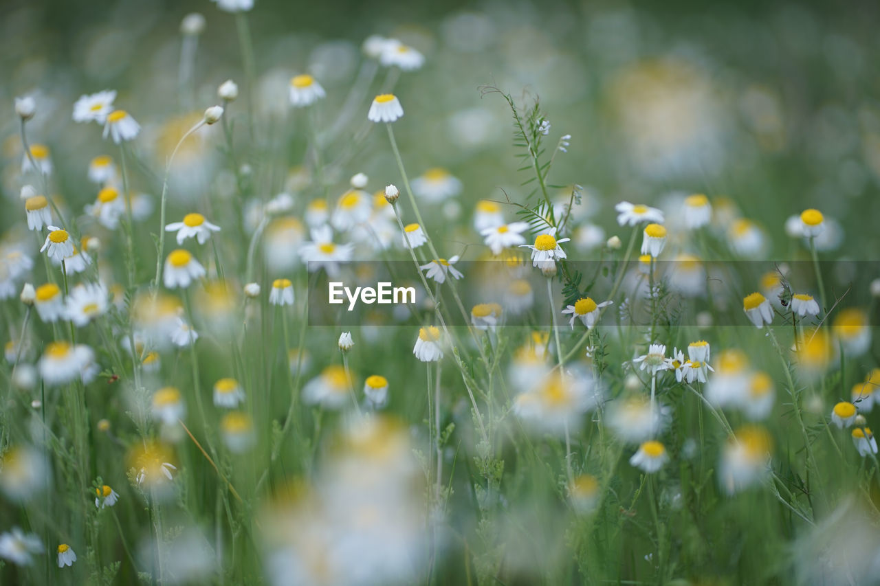 Wide field of matricaria chamomilla recutita, known as chamomile, camomile or scented mayweed.