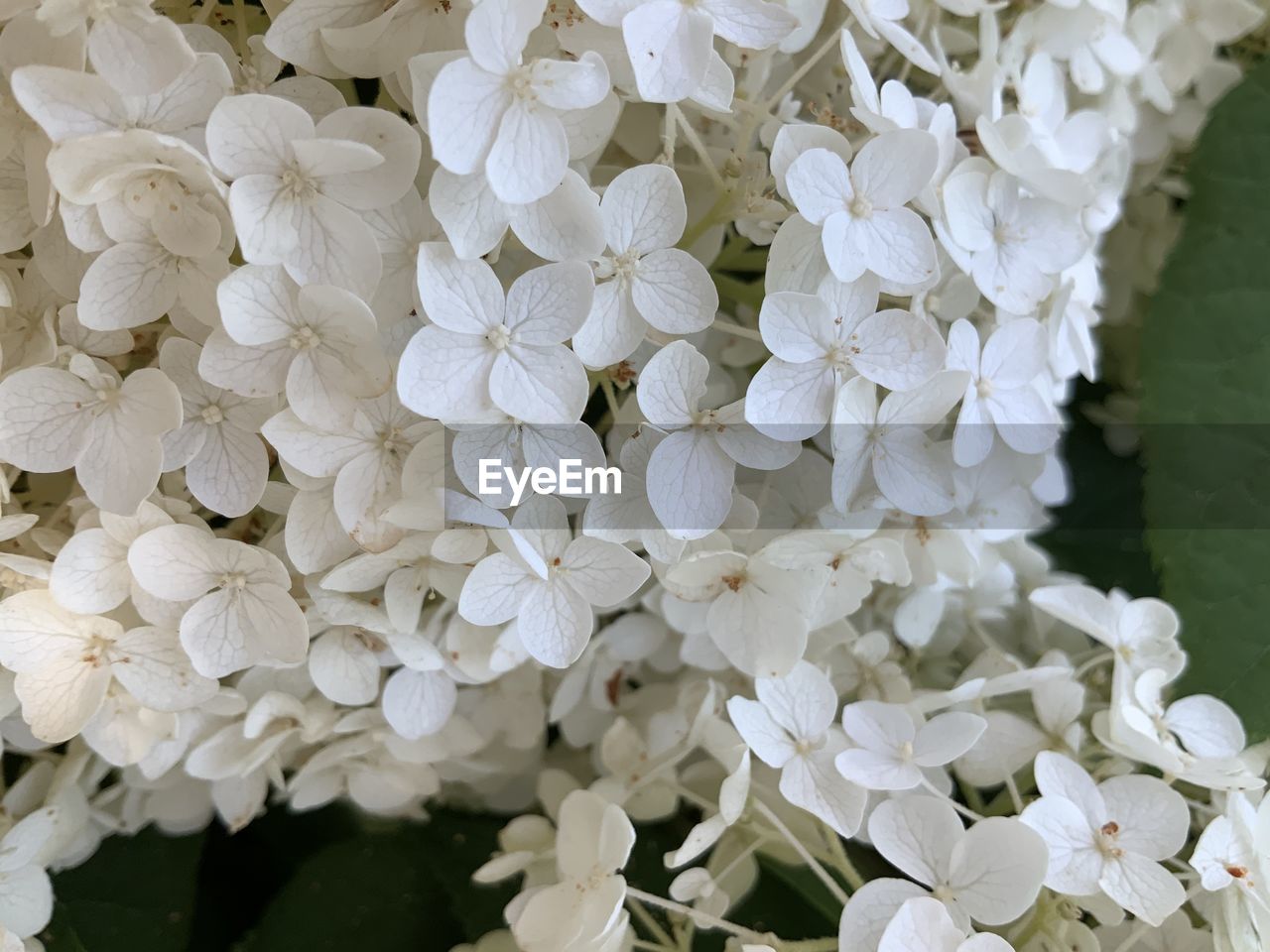 Close-up of white hydrangea flowers