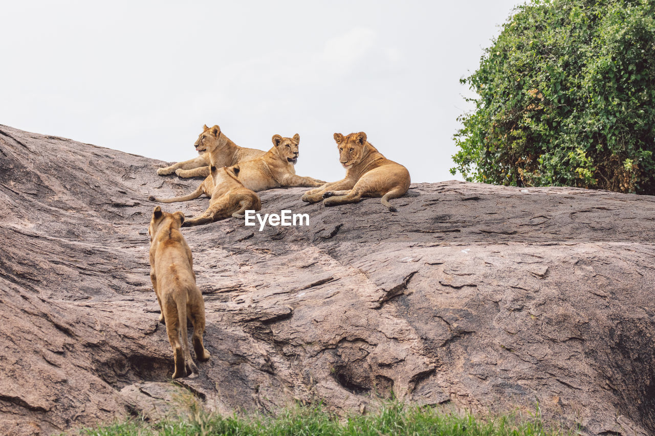 Group of lion cubs on a rock