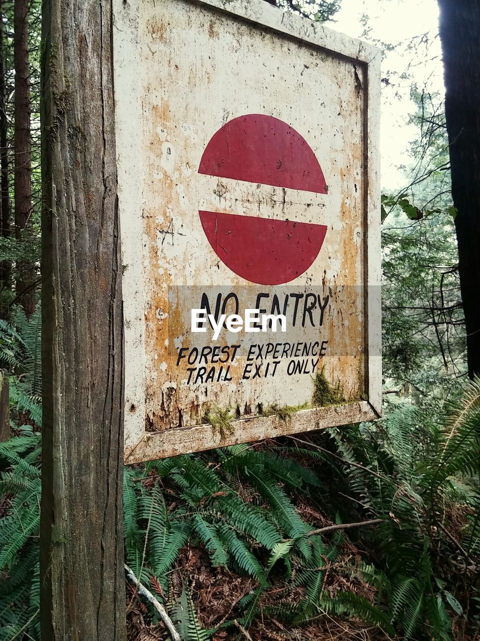 Sign in forest