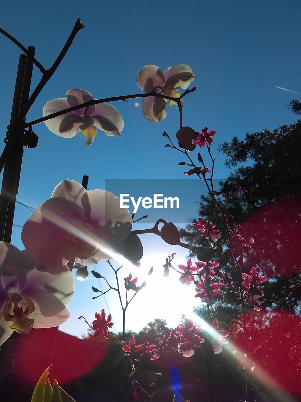 LOW ANGLE VIEW OF PINK FLOWERS ON TREE