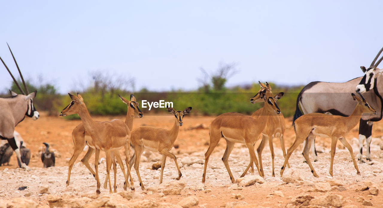 Antelopes standing on grass against sky