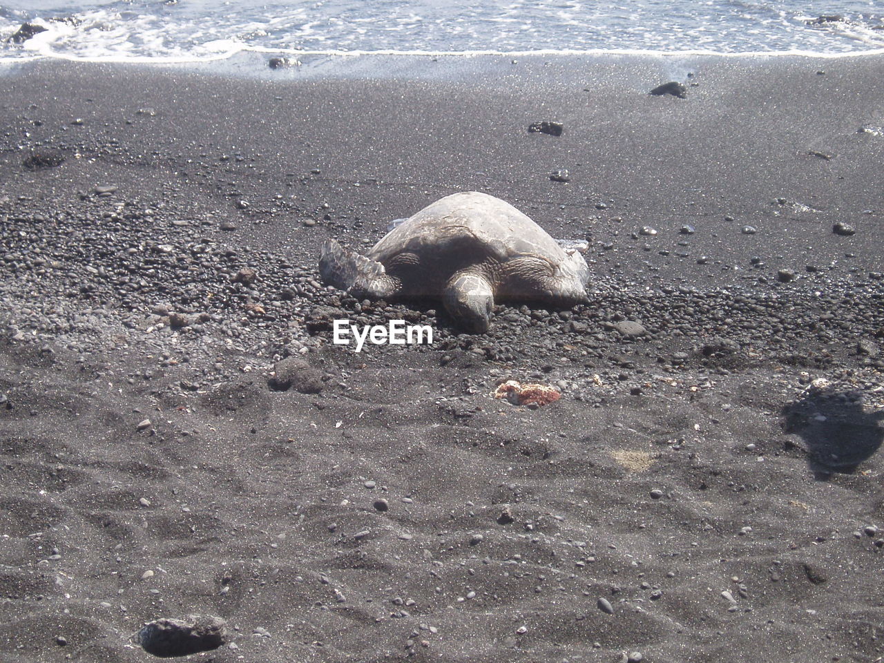 HIGH ANGLE VIEW OF LIZARD ON BEACH