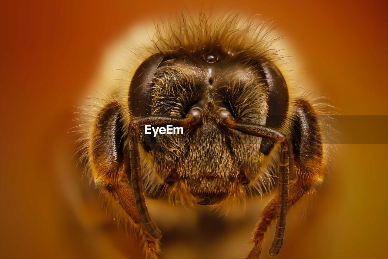 Close-up of honey bee against colored background