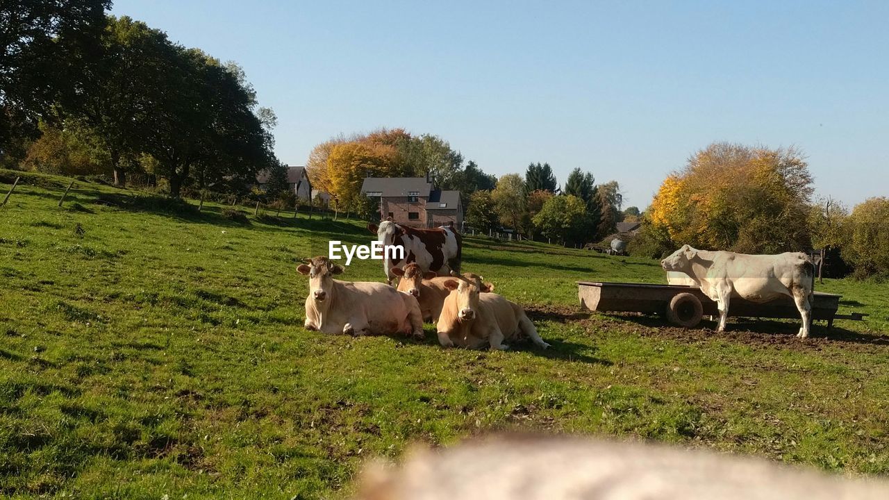 COWS ON FIELD AGAINST SKY