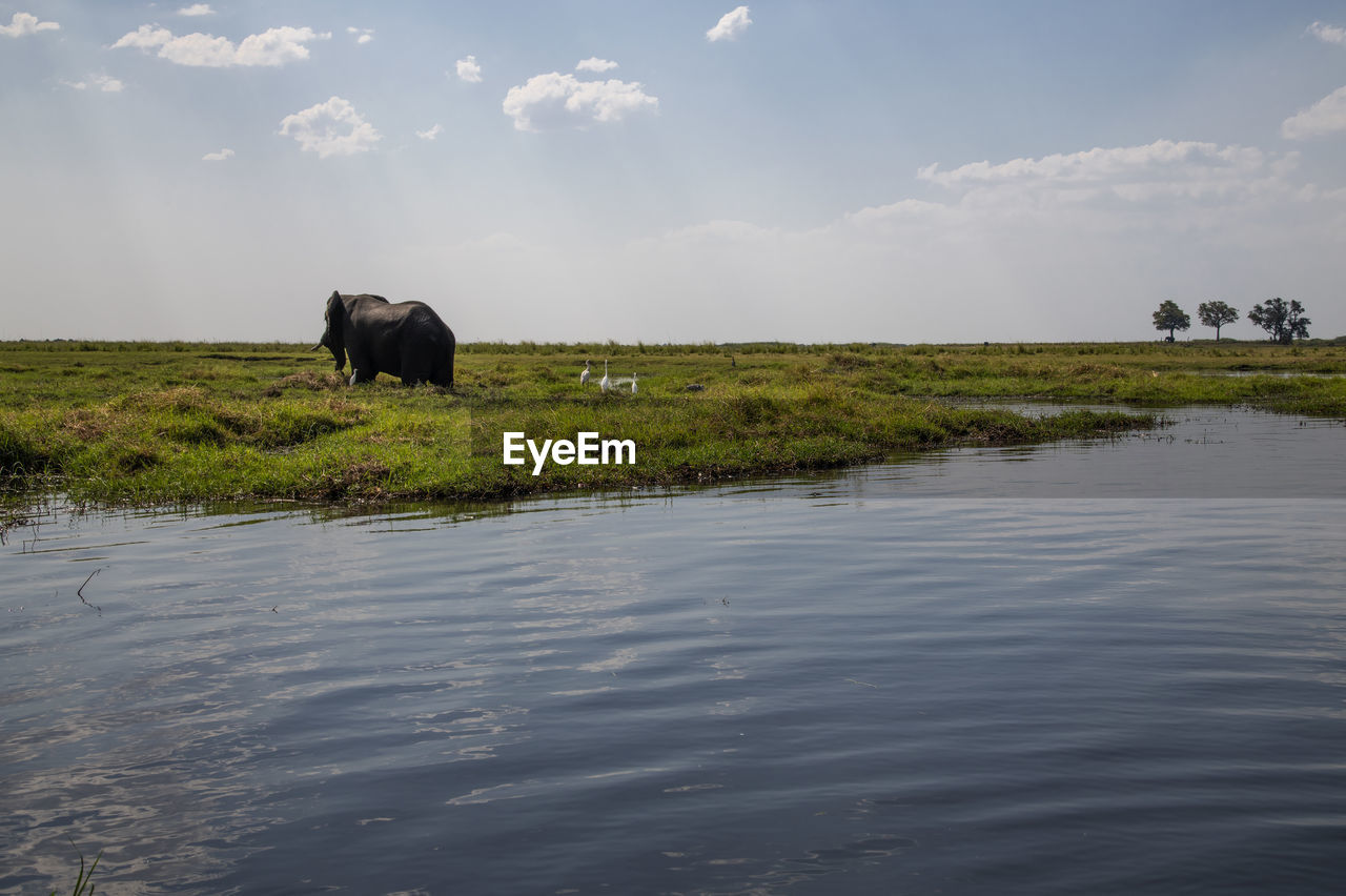 View of a elephant in the water