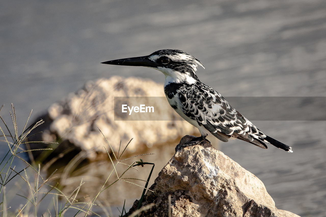 VIEW OF BIRD PERCHING ON ROCK