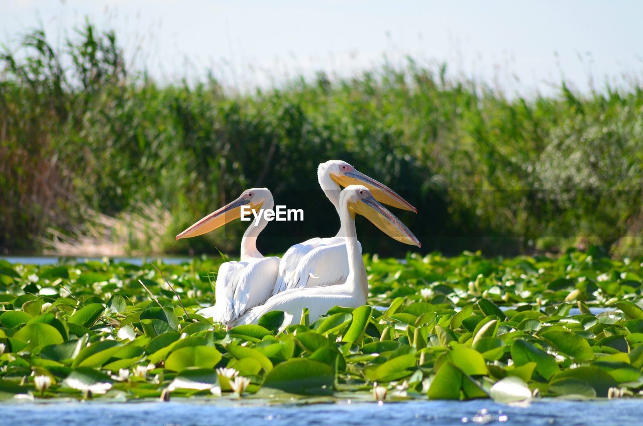 Pelicans and plants in lake on sunny day