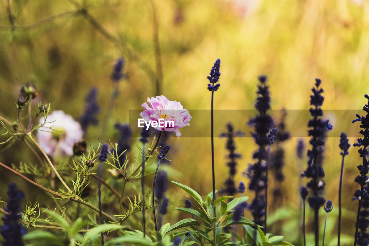 Close-up of purple flowering plants on field