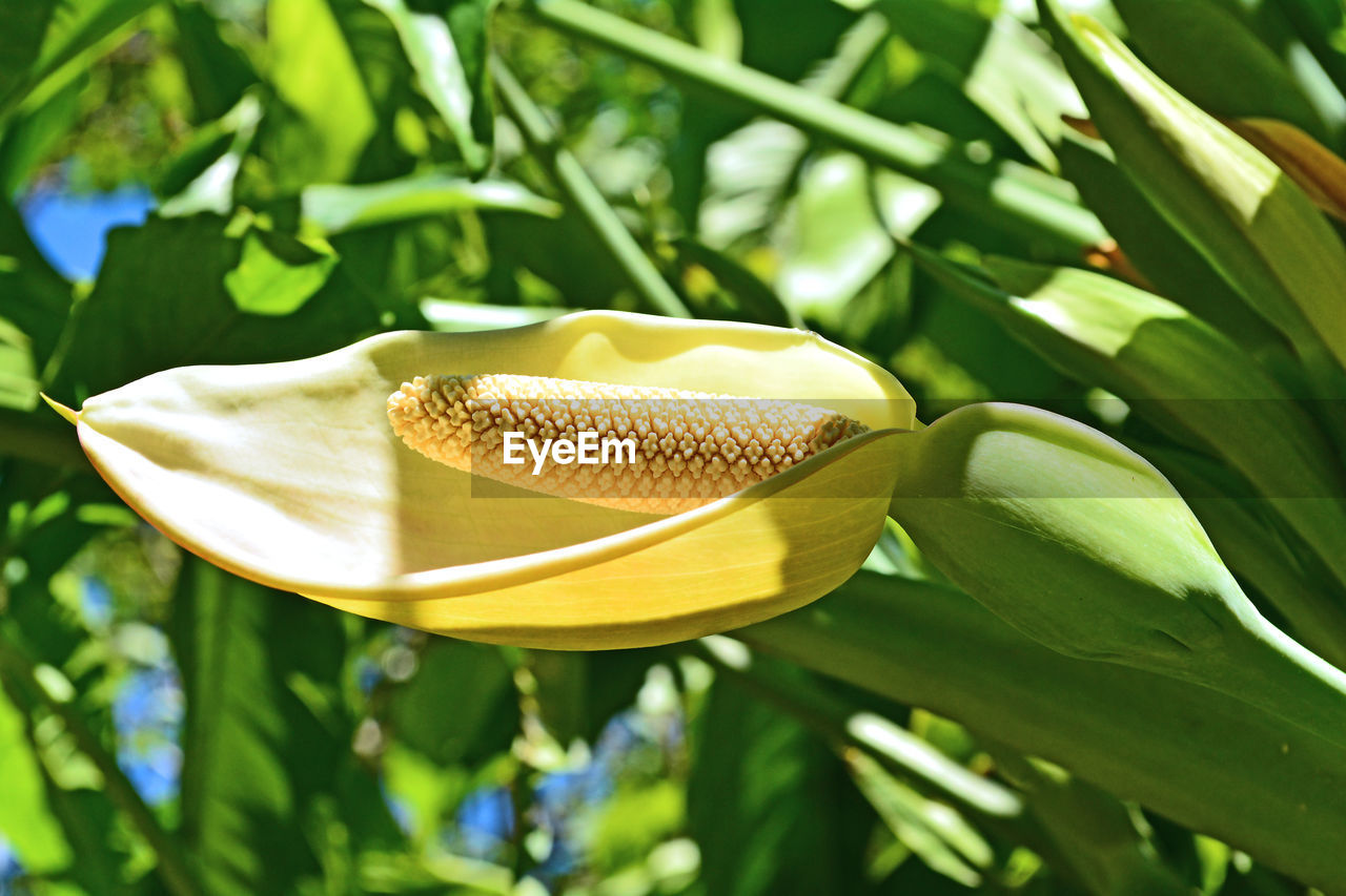 Close-up of flowering plant