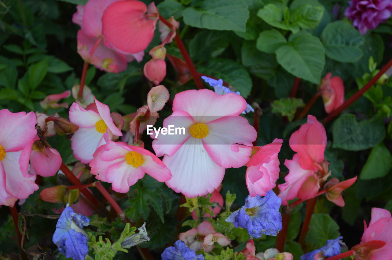 Close-up of pink flowers