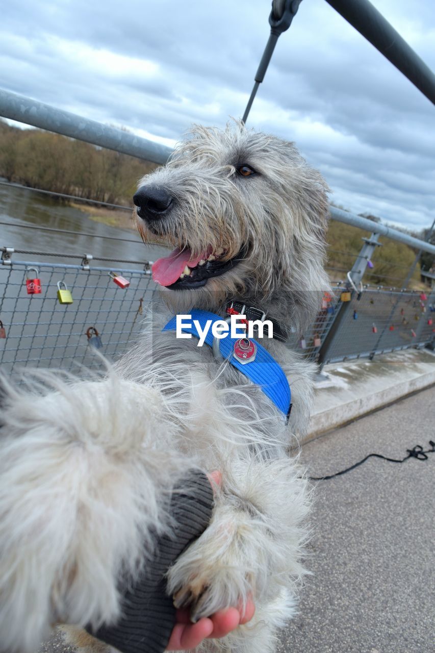 CLOSE-UP OF DOG WITH MOUTH OPEN