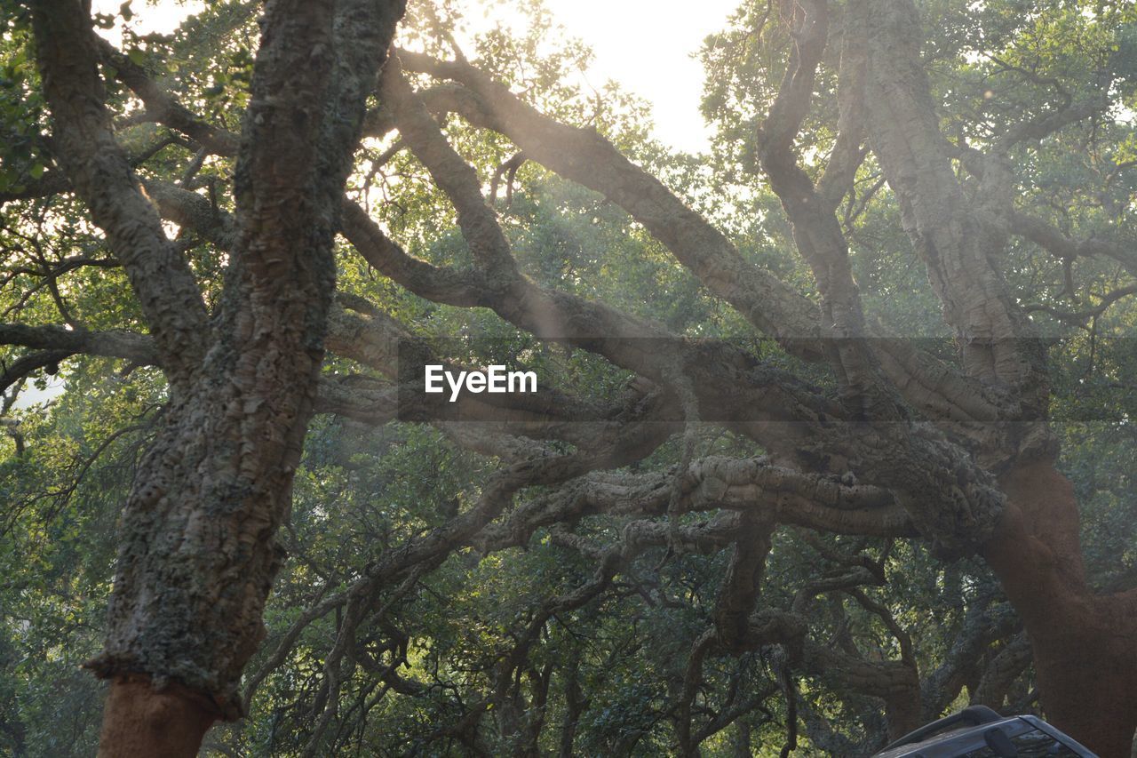 LOW ANGLE VIEW OF TREES IN FOREST