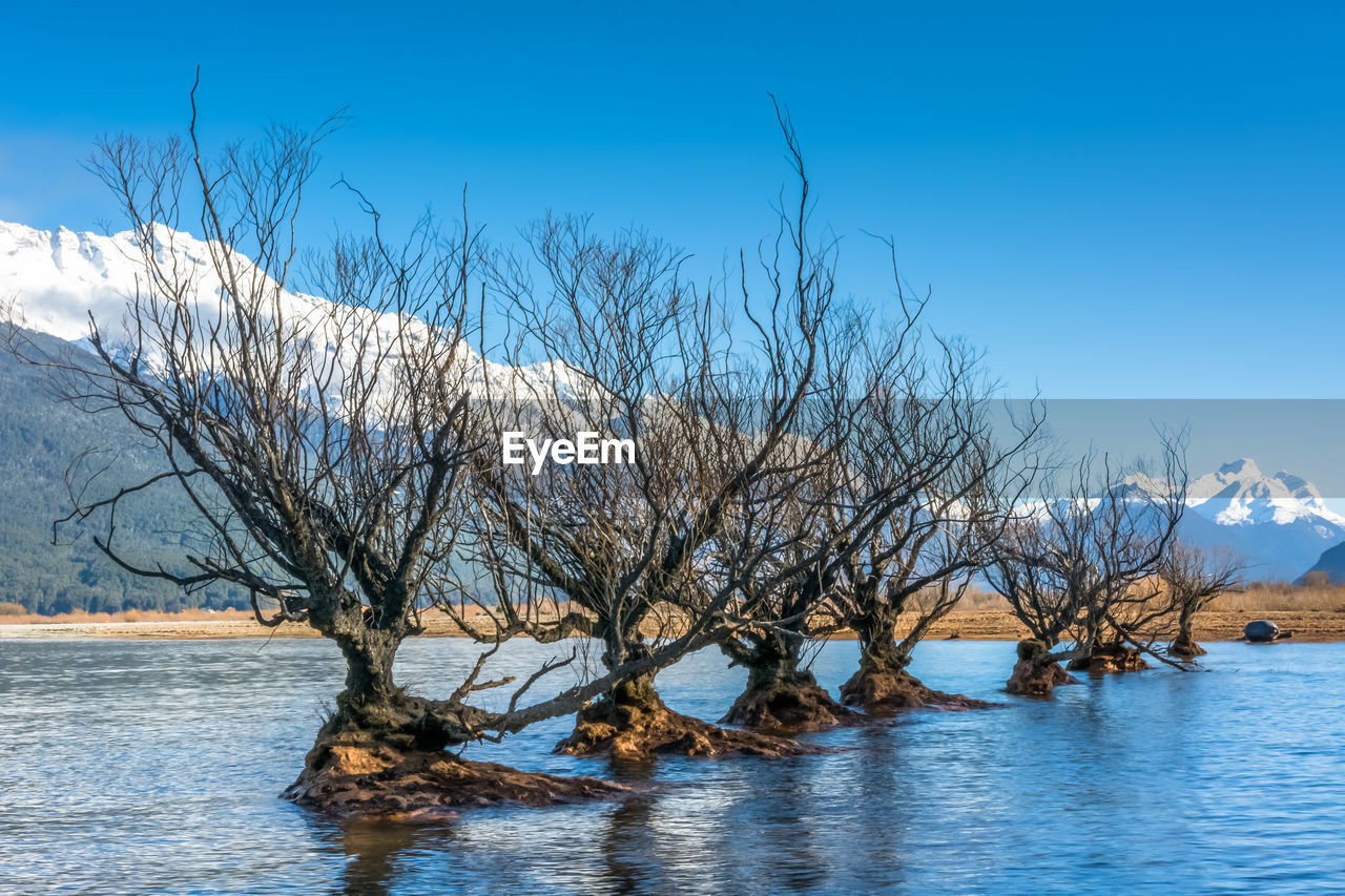 Bare trees in lake against sky