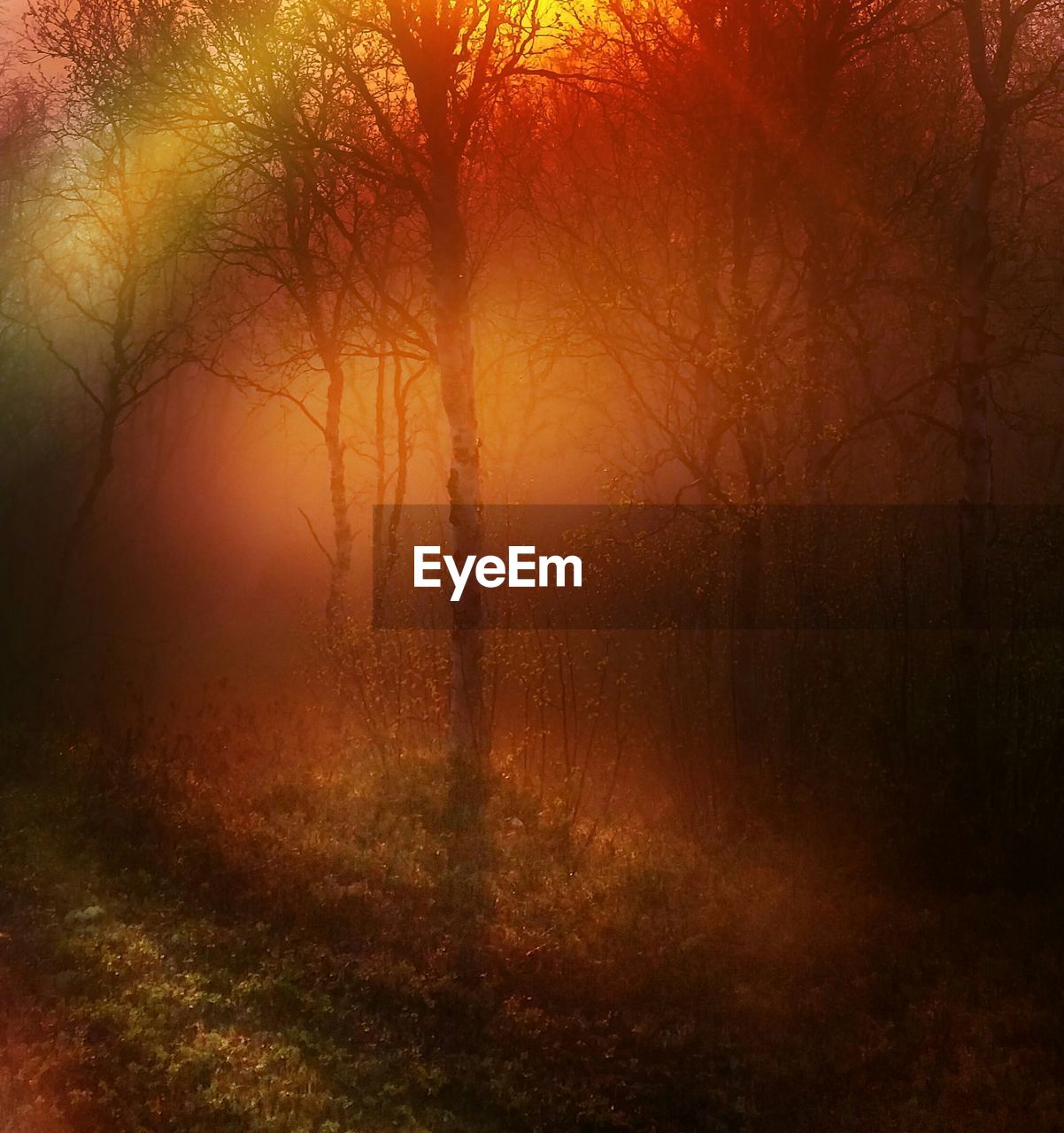 Trees growing on field during foggy weather