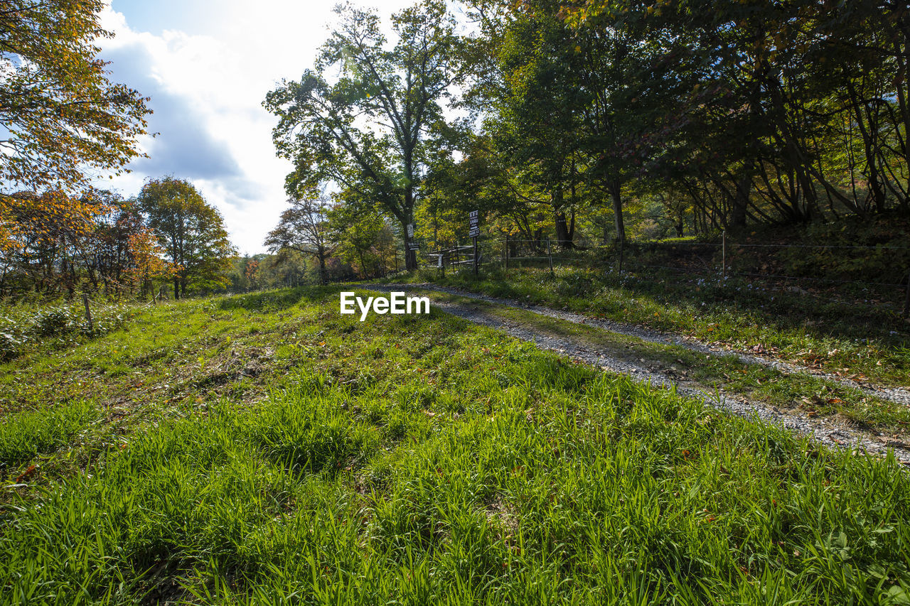 Scenic view of trees growing on field against sky