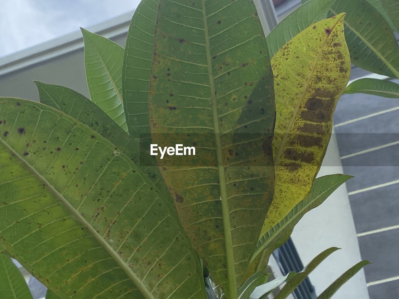 LOW ANGLE VIEW OF LEAVES