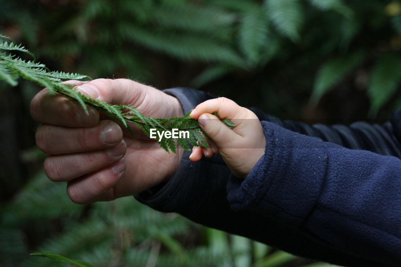 Father and son hand holding fern 