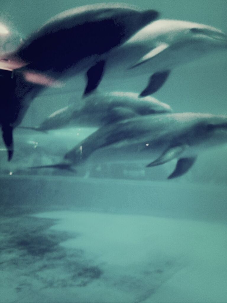 Dolphins in aquarium