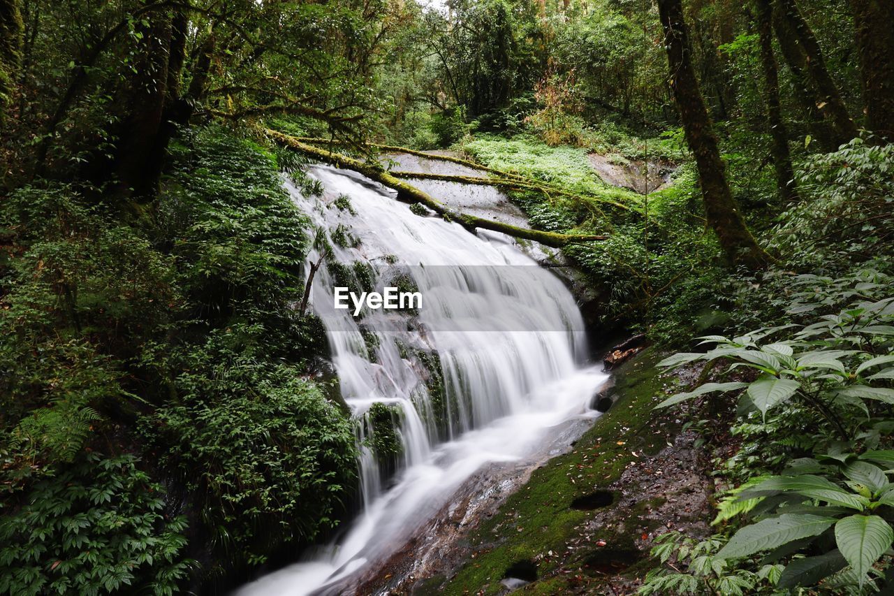 Scenic view of waterfall in forest