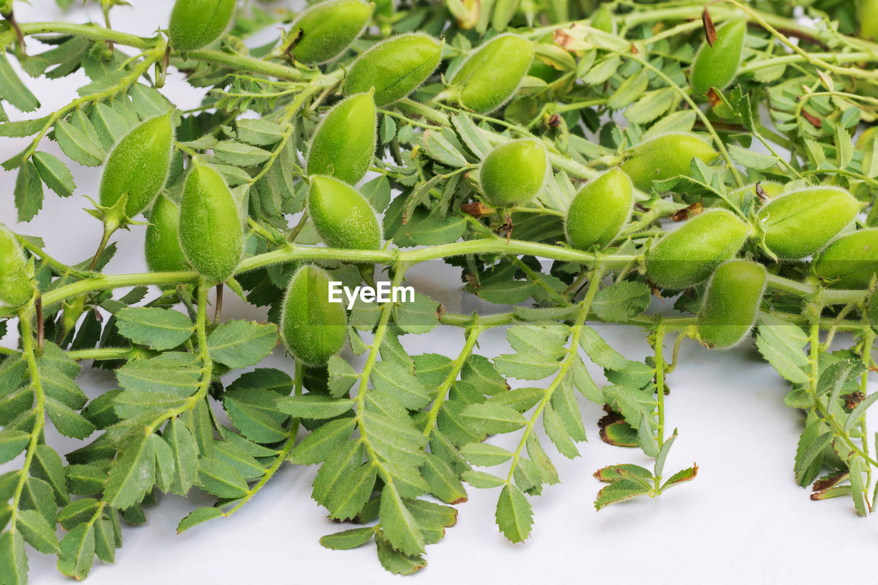 CLOSE-UP OF FRESH FRUITS ON TREE