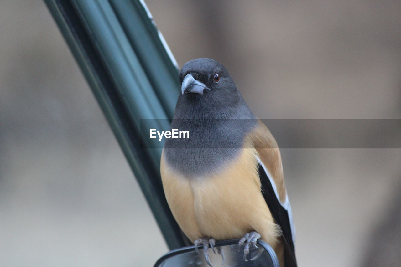 Close-up of bird perching outdoors