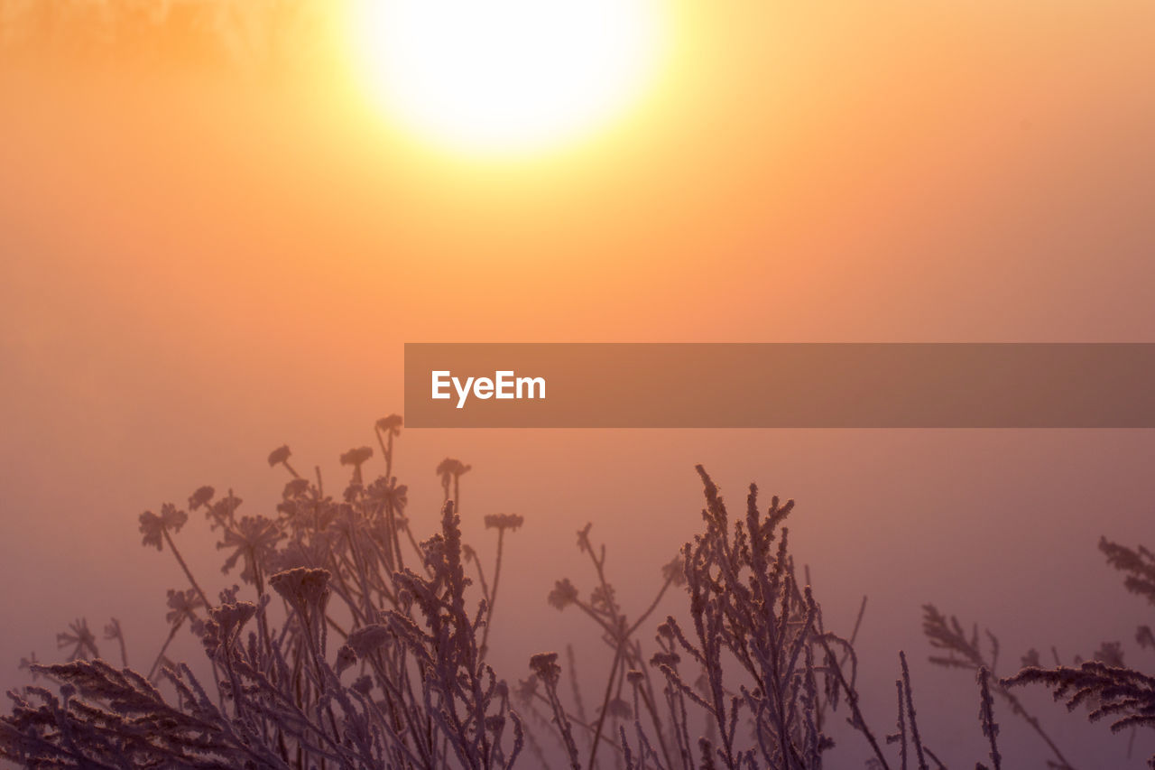 Silhouette plants against golden sky during misty winter sunrise