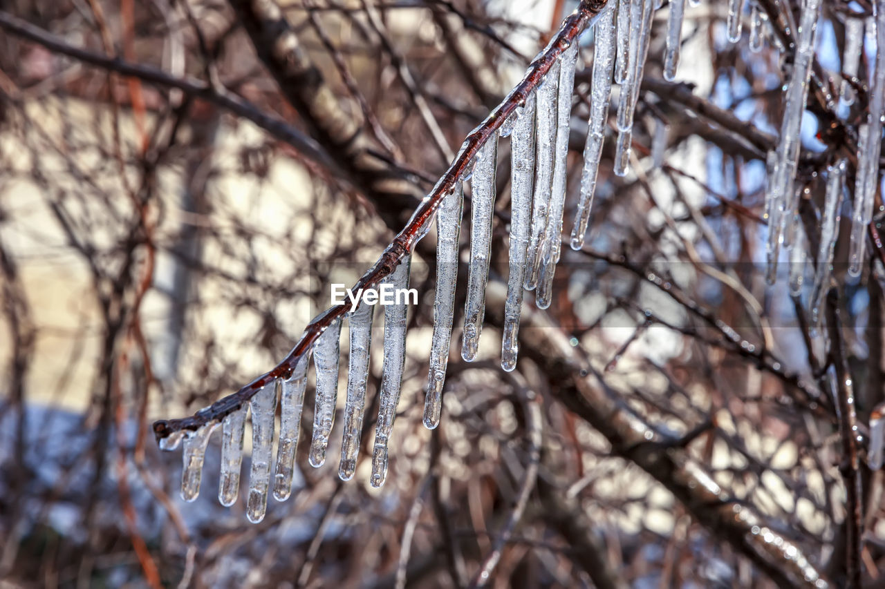 winter, tree, plant, branch, nature, cold temperature, bare tree, twig, frost, ice, spring, focus on foreground, snow, freezing, no people, tranquility, autumn, frozen, day, leaf, beauty in nature, outdoors, forest, selective focus, close-up, land, low angle view, growth, environment, dried plant, sunlight, dead plant, fragility, dry