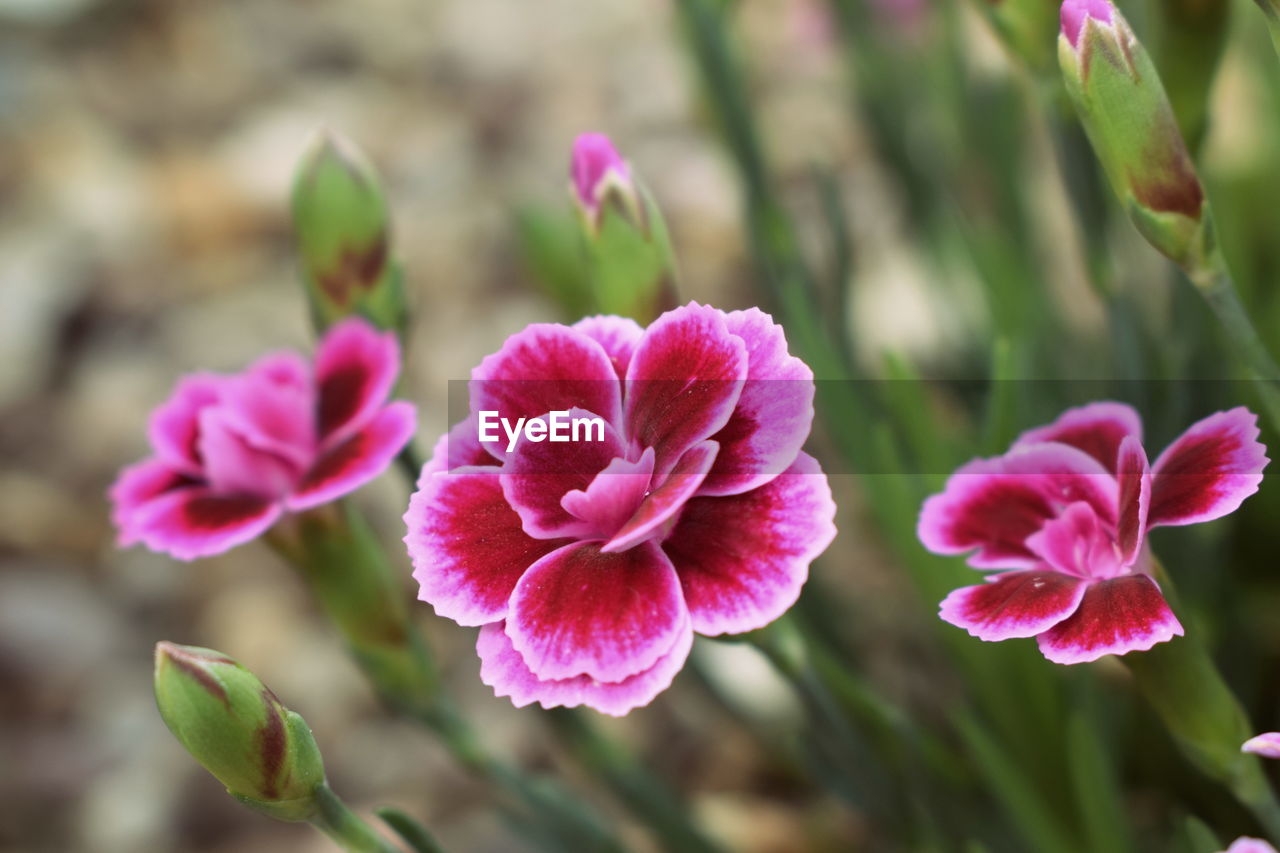 Close-up of pink flowers