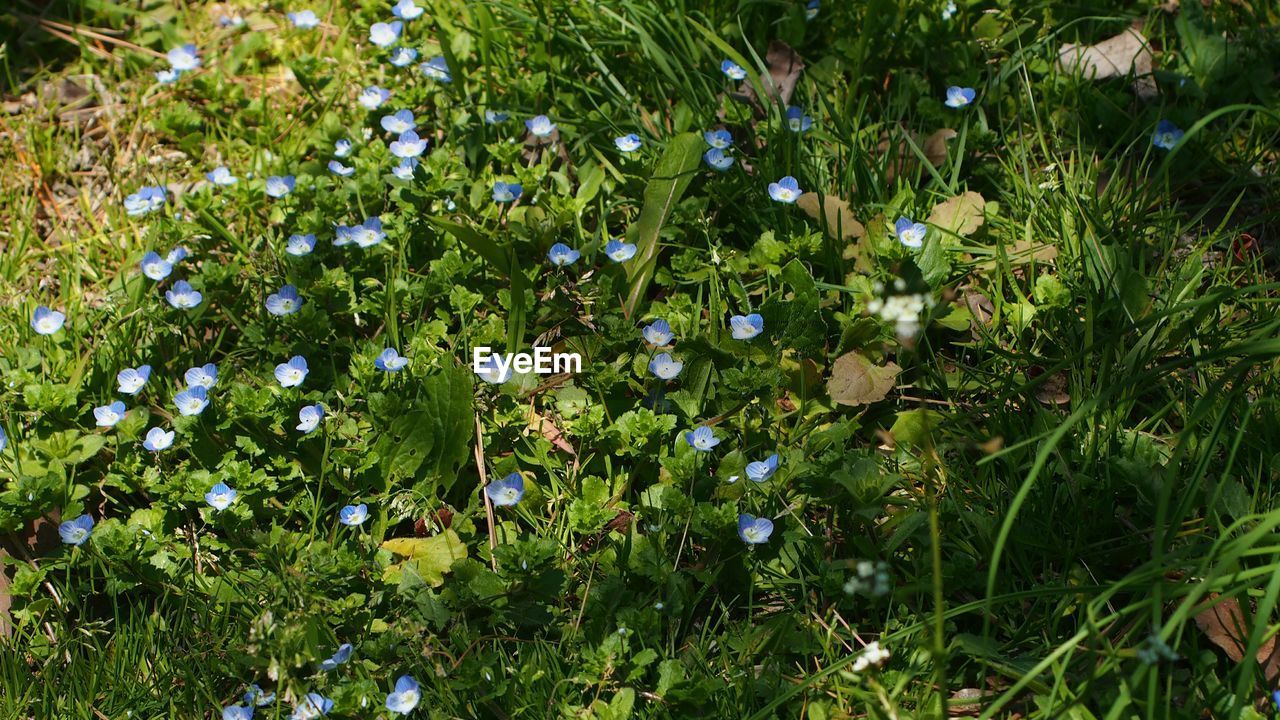 WHITE FLOWERS GROWING ON FIELD