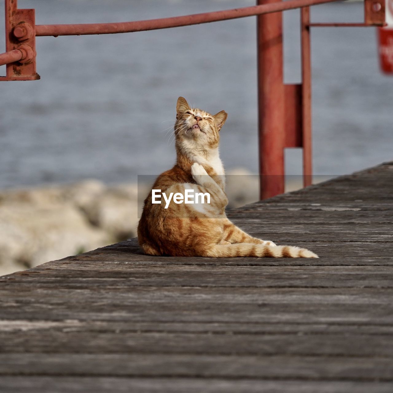 Cat sitting on pier