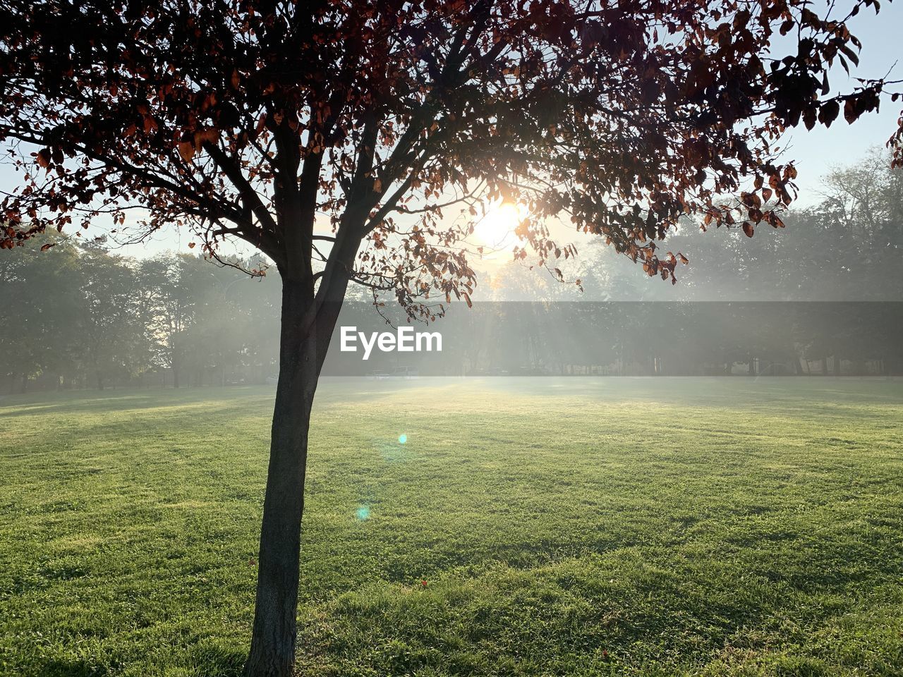 Sunlight streaming through tree on field