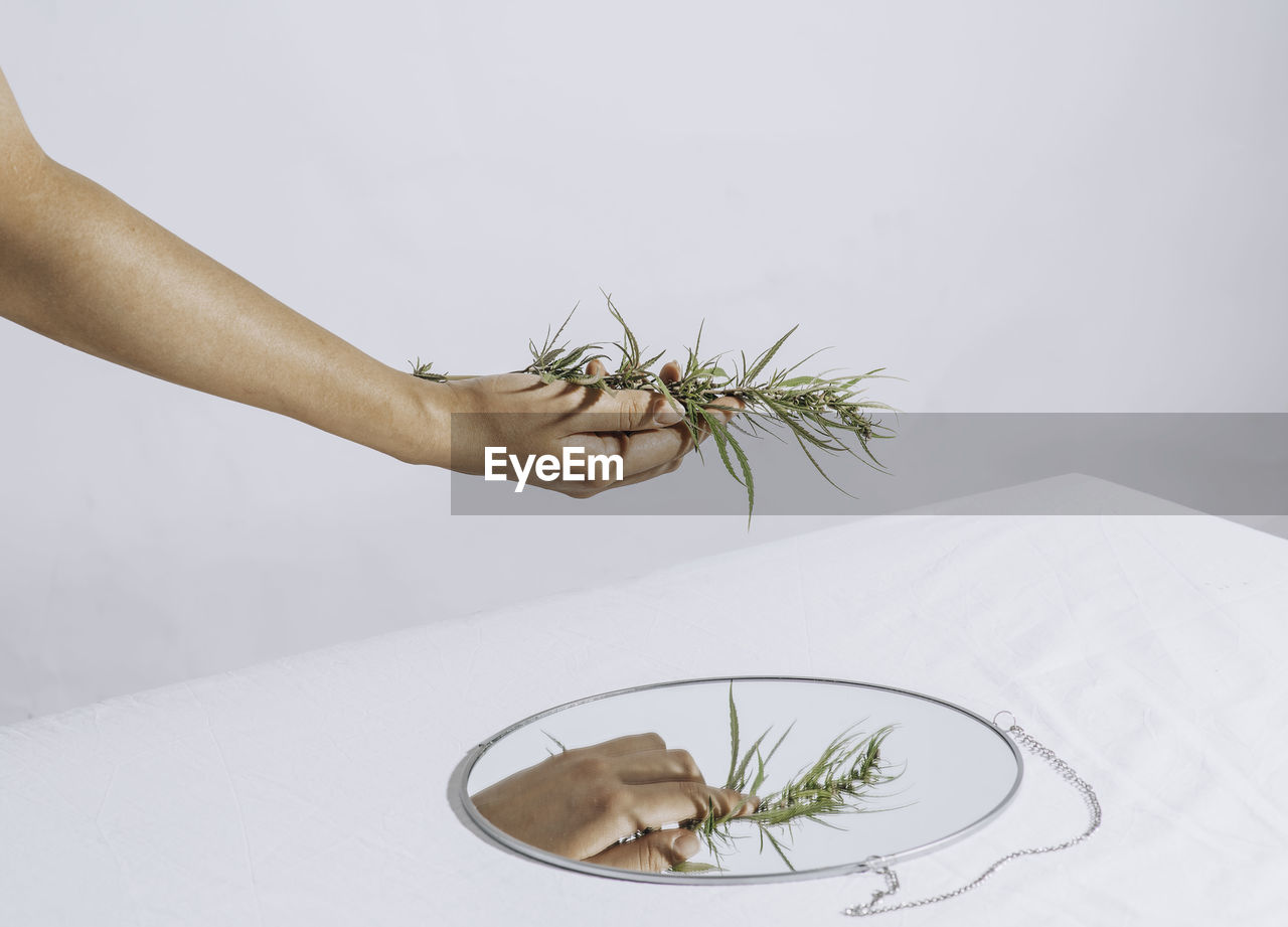 Flowering cannabis, grower holds fresh branch in his hand. marijuana bloom on white background.