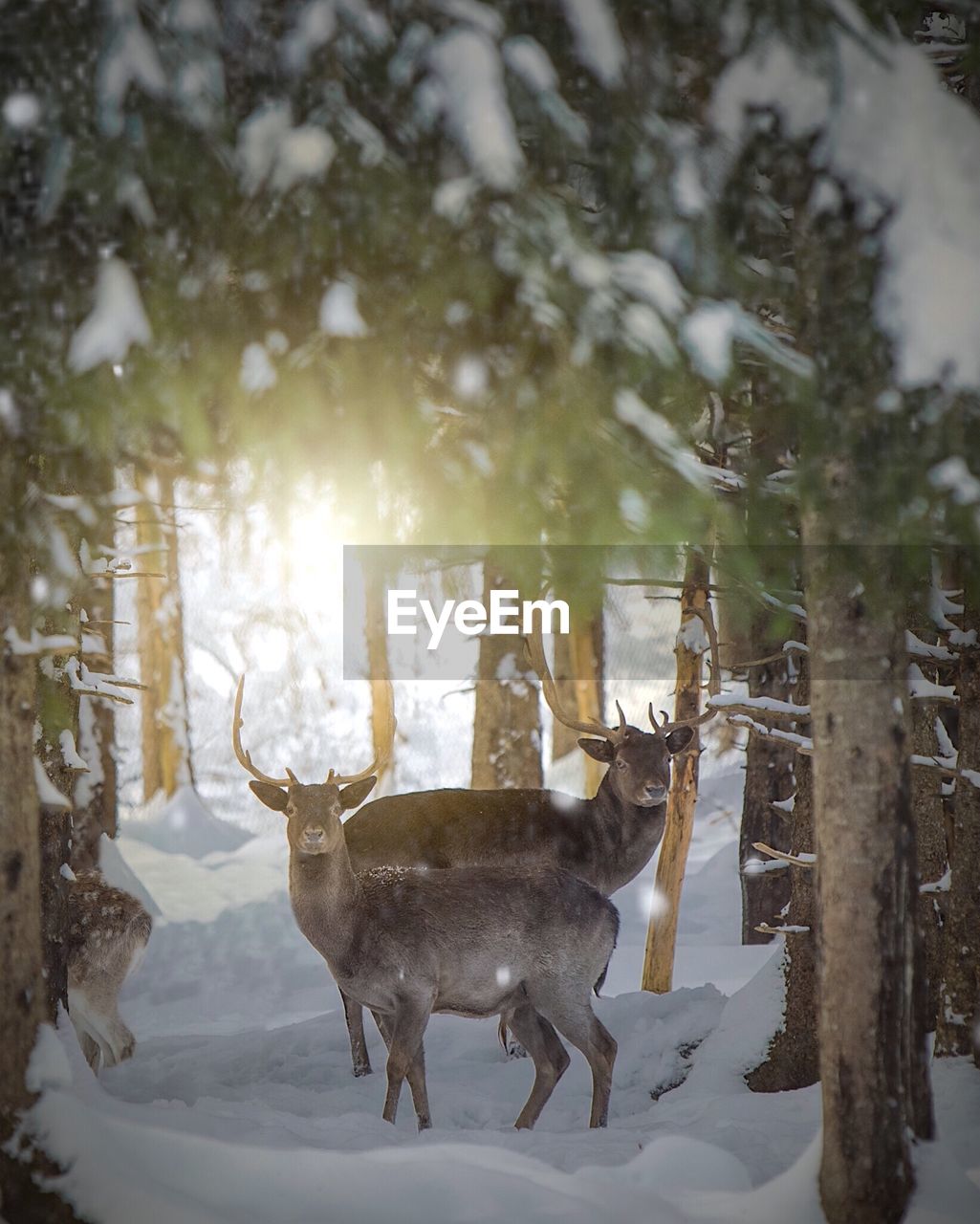 DEER IN SNOW COVERED FIELD