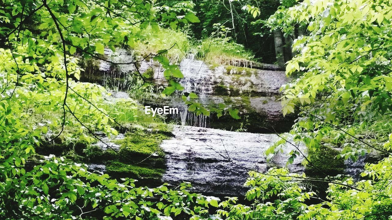 VIEW OF TREES IN FOREST