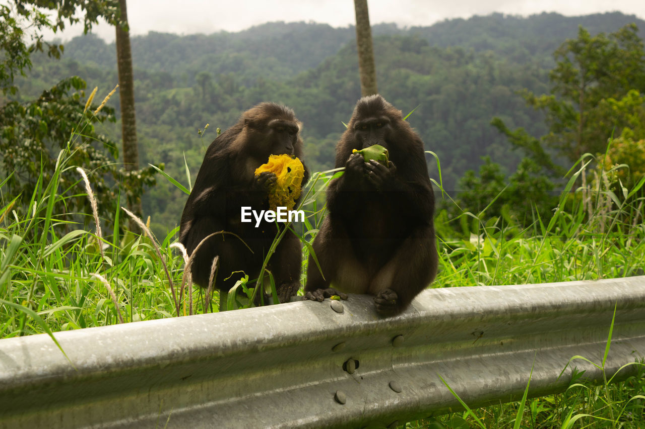 Two monkeys eating mango