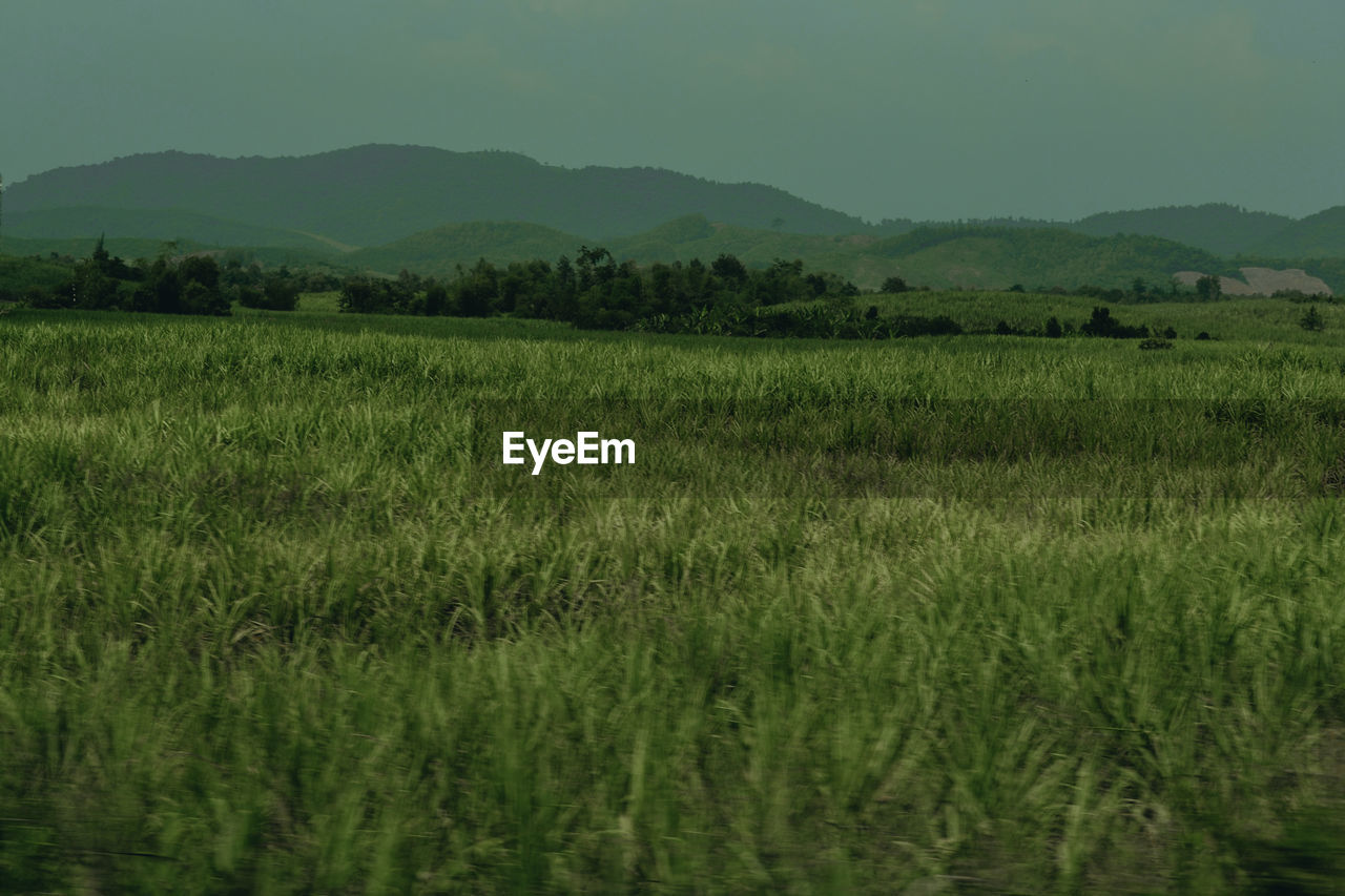 plant, landscape, natural environment, environment, field, land, grassland, scenics - nature, agriculture, growth, nature, mountain, plain, paddy field, beauty in nature, rural scene, sky, green, pasture, crop, grass, tranquility, no people, prairie, tree, meadow, tranquil scene, rural area, wetland, farm, outdoors, rice, mountain range, cereal plant, horizon, steppe, marsh, day, rice paddy, food and drink, non-urban scene, food