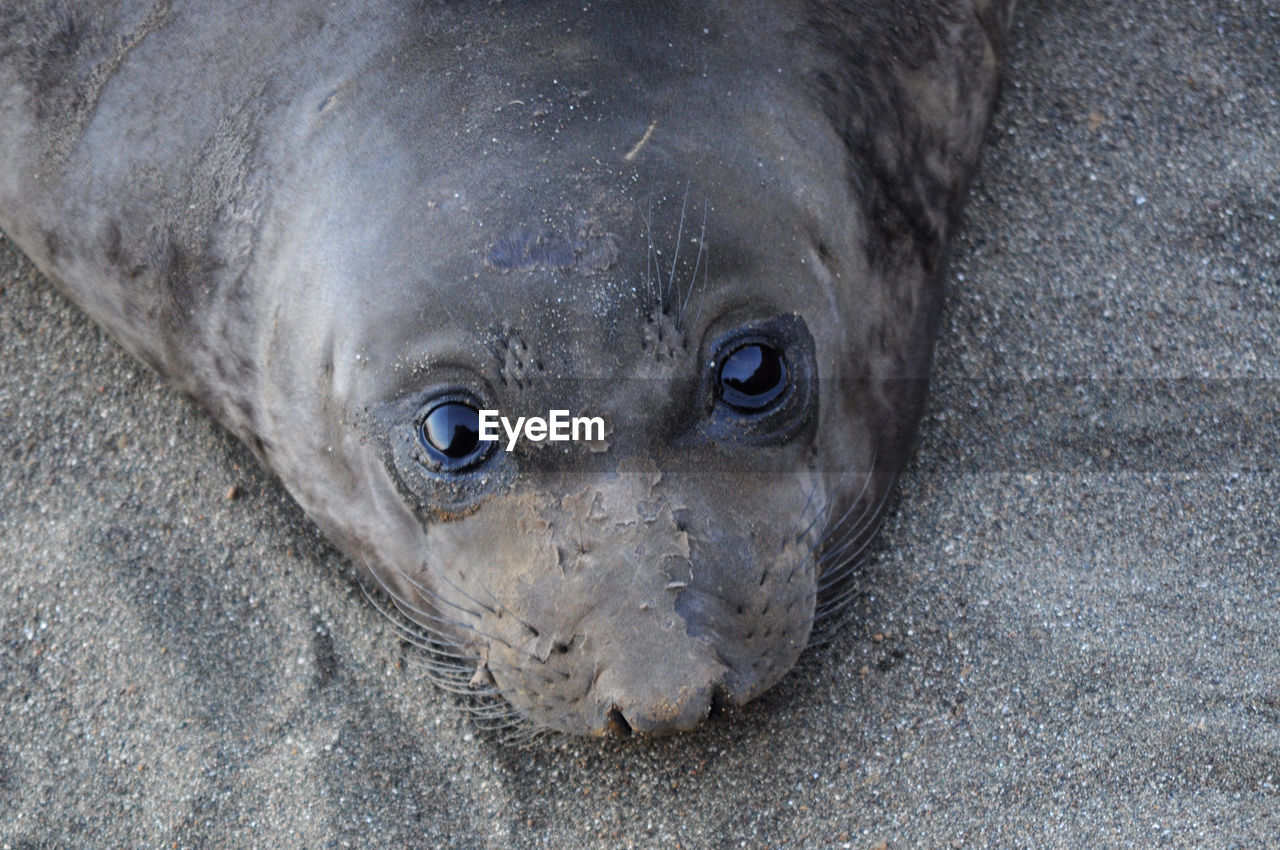 Close-up portrait of seal in sand