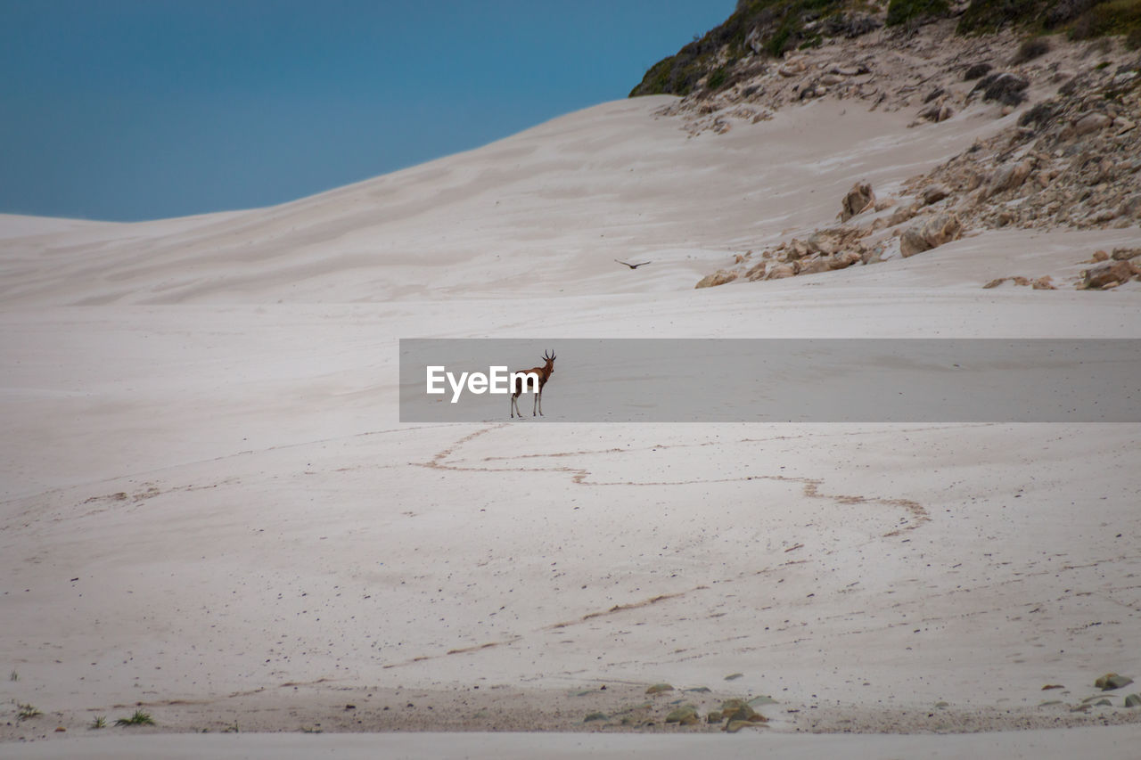 Blesbok or blesbuck antelope in sand dunes at cape of good hope nature reserve, south africa