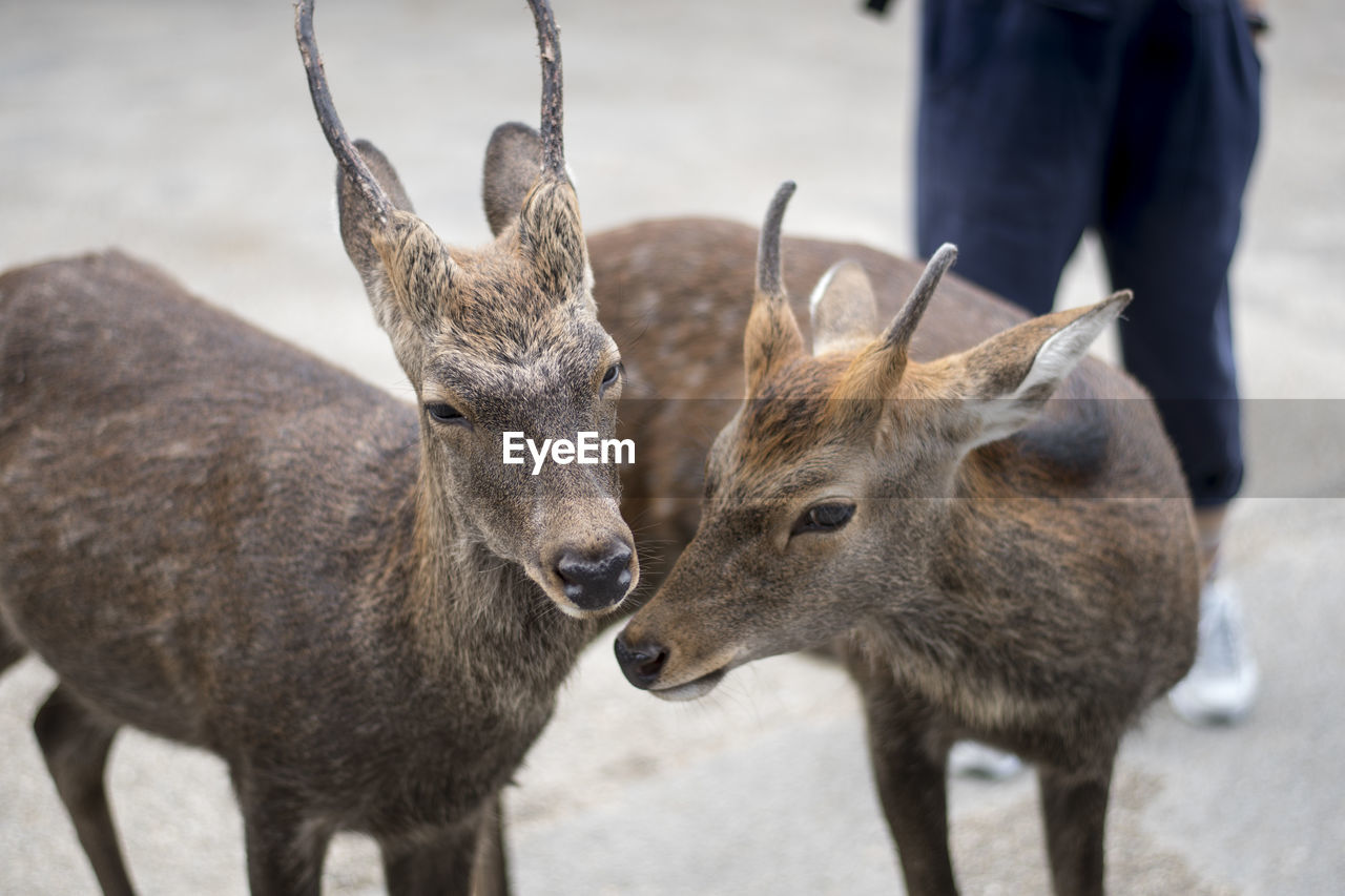 Deer standing in nara