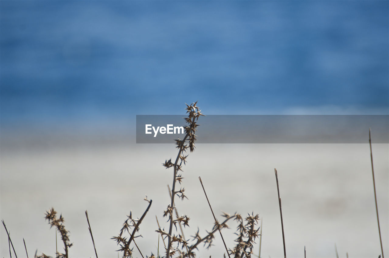 LOW ANGLE VIEW OF INSECT AGAINST PLANTS