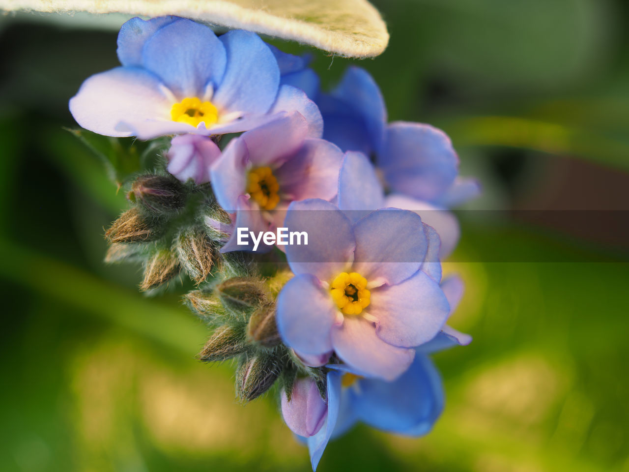 CLOSE-UP OF PURPLE FLOWERS BLOOMING