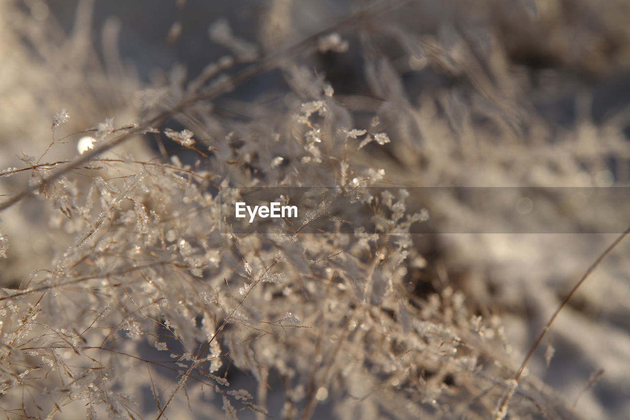 Dead plants covered with frost