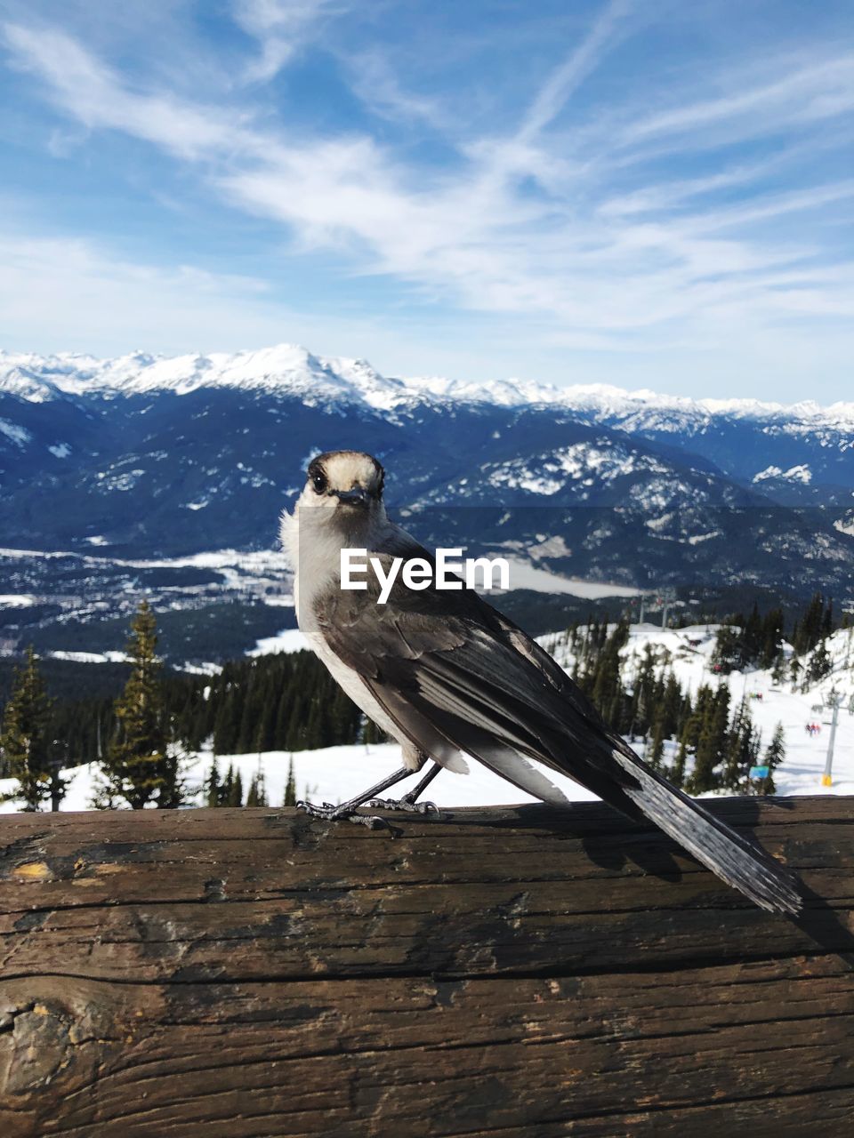 BIRD PERCHING ON A SNOW