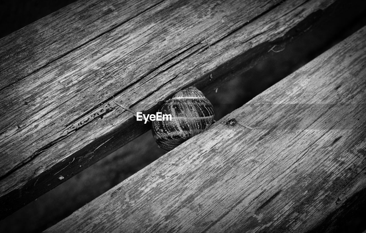 High angle view of snail on wood